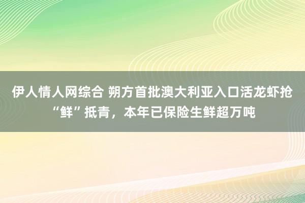 伊人情人网综合 朔方首批澳大利亚入口活龙虾抢“鲜”抵青，本年已保险生鲜超万吨